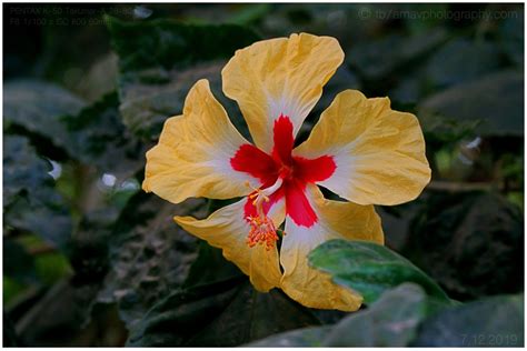 Hibiscus1 Pentax User Photo Gallery