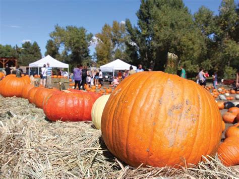 18 Fall Harvest Festivals Near Denver