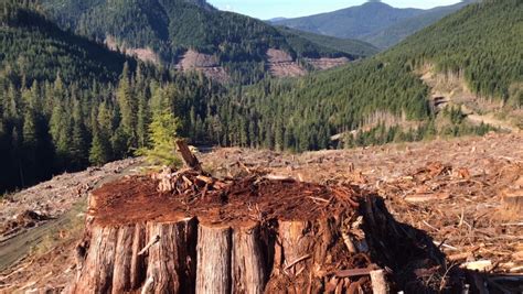 Environmental Group Says Old Growth Logging Surging In Bc At Alarming