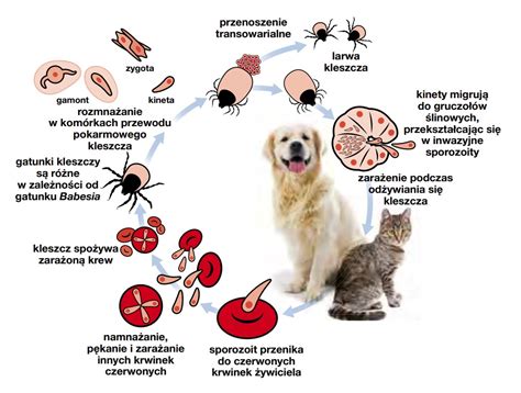 Babeszjoza U Psa Objawy I Leczenie Lek Wet Krystyna Skiersinis Hot