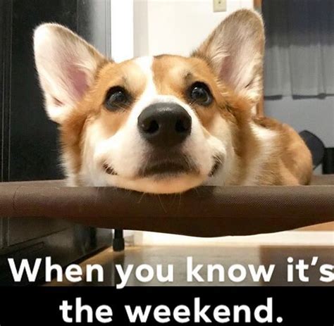 The 15 Funniest Corgi Memes Page 5 Of 5 The Dogman