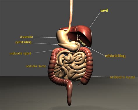 Digestive System Organ Labeled