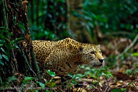 Regions that have tropical rainforest growth include brazil and northern south america, west central africa, india and southeast asia, indonesia, and northeast australia. Andre Baertschi Wildlife Photography in South America ...