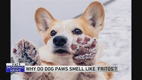 Why Do Dogs Paws Smell Like Fritos Youtube