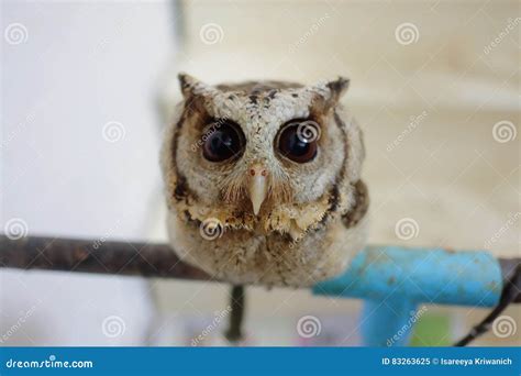 Baby Cute Owl And His Big Eyes Stock Image Image Of Animal Wild