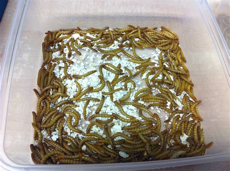 Edp 4g Mealworms Day 4 Monday 6212
