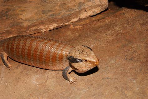 Reptile Vets in Perth & Melbourne (Snakes, Lizards, Turtles etc.)