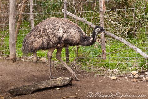 Emu In Melbourne Zoo Melbourne Zoo Australian Fauna Emu Explore
