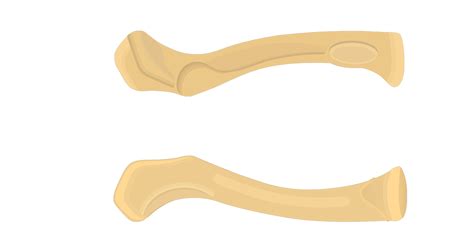 Radius and ulna | anatomy bones, medical anatomy, human anatomy. Clavicle Bone - An Introduction