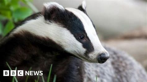Badger Cull Extended To More English Counties Bbc News
