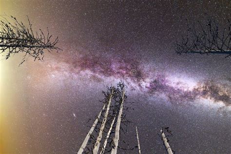 Purple Milky Way Falling Stars Pine Trees Silhouette Stock Image