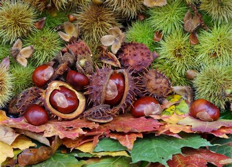 His color was registered to dark chestnut in aus.s.b. Autumn conkers nuts horse chestnut scene (13) | simon dell ...