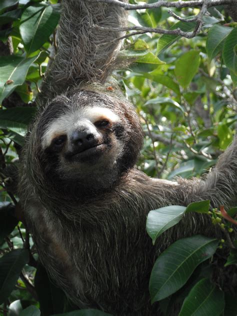 Rainforests hold about 25% of all. In Panama's rain forest, death means more life - The ...