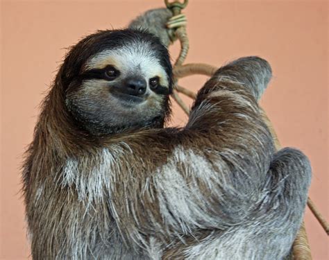 Buttercup The Three Toed Sloth At A Sanctuary Near Cahuita Flickr