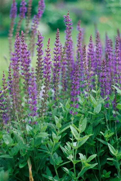 19 Beautiful Rabbit Resistant Plants For Your Flower Garden Salvia