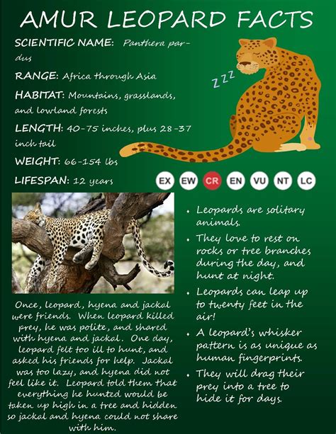 Today Were A Sharing Facts On The Beautiful Amur Leopard Amur