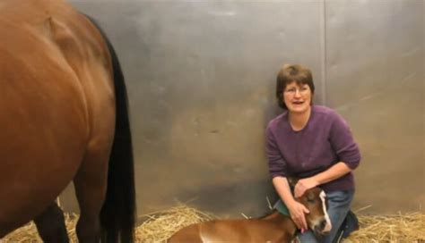 Woman Is Surprised When Horse Gives Birth To Twins Inner Strength Zone