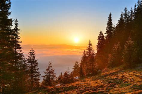 Sunrise Forest In Spring Mountains Forest And Trees Nature
