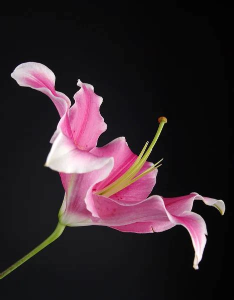 Pink Lily Stock Photo By ©gorbelabda 2153290