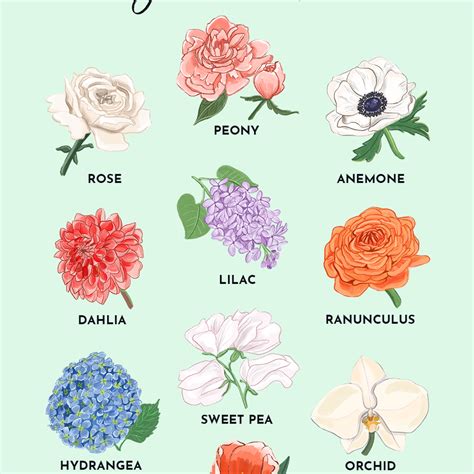 99+ Types Of Flowers - l2sanpiero
