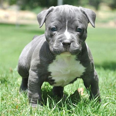 Awthe Cutest Blue Pitbull Puppy In The World Spoiled Rotten