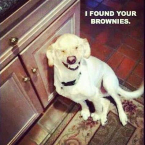 Lmao I Busted Out Laughing Funny Animal Pictures Cute Funny Animals
