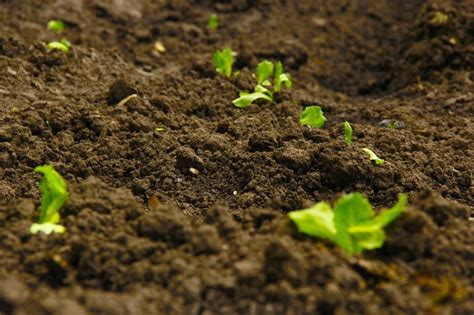 How To Create Rich Soil For Your Garden All Around Soil And Stone