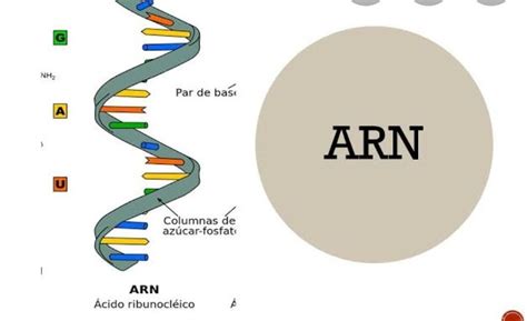 Que Es El Arn ácido Ribonucleico Brainlylat