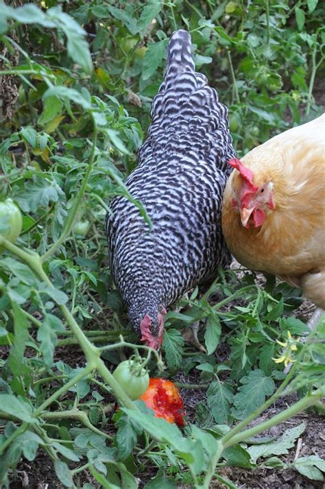 Or, you might be heard that some cats eat tomatoes. Reader's Question: How do I keep the chickens out of my ...