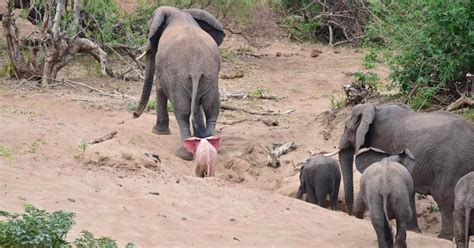 Extremely Rare Albino Baby Elephant Spotted By