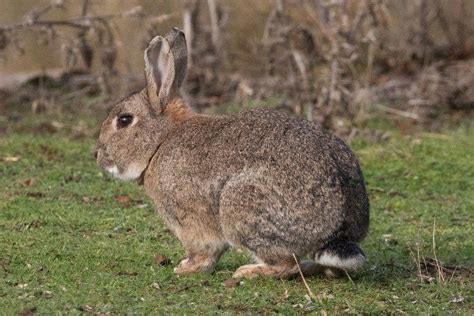 Mountain Cottontail Rabbit Facts Origin And History With Pictures