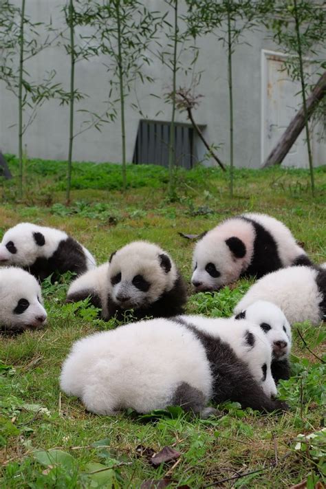Here Are 36 Baby Pandas Who Want To Make Your Day Better Instantly