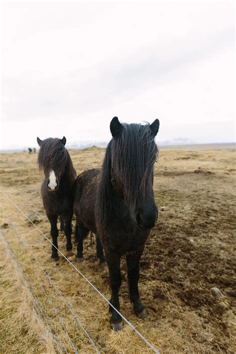 Icelandic Horses Del Colaborador De Stocksy Leah Flores Stocksy