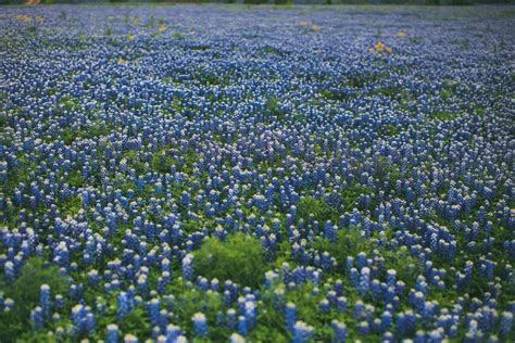 As Bluebonnet Season Arrives Texas Photographers Share How To Get The Perfect Picture