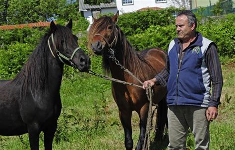 galician ponies horse breeds breeds equines