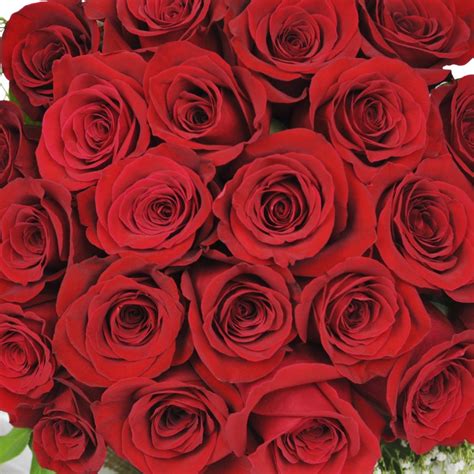 Two Dozen Red Rose Bouquet Cranbury Fields