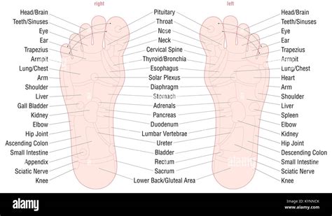 Foot Reflexology Zone Massage Chart With Areas And Names Of The