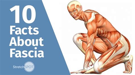 10 Facts About Fascia Stretchspot