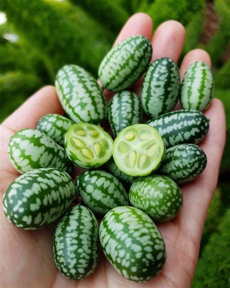 How To Grow Cucamelons Mexican Sour Gherkins Homestead And Chill