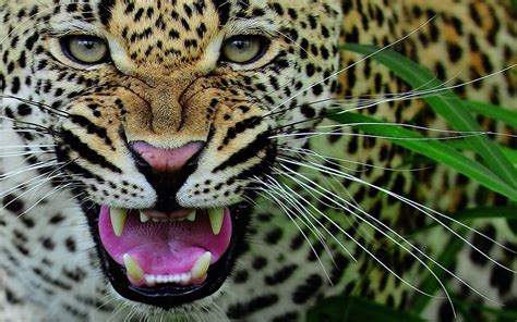 Close Up Nature Animals Leopards Wallpapers Hd Desktop And Mobile