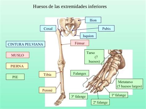Huesos De Las Extremidades Inferiores Cintura Pelviana Muslo Pierna Pie