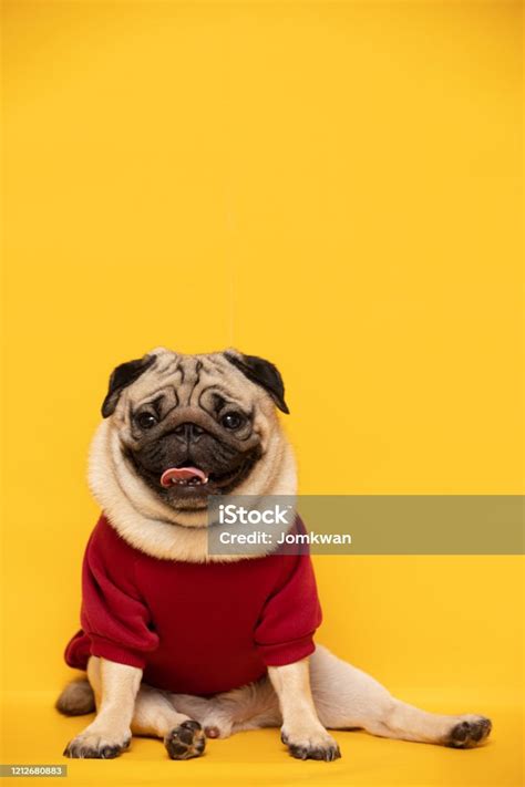 Happy Dog Smile On Yellow Backgroundcute Puppy Pug Breed Happiness