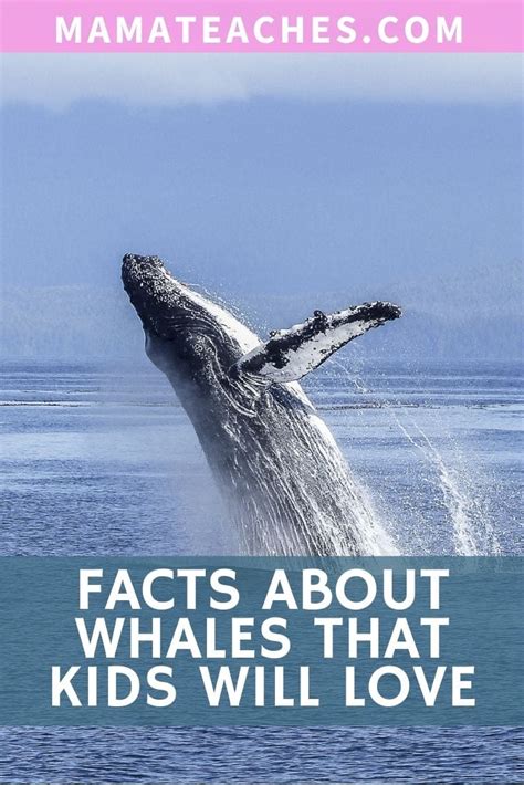Whale Facts For Kids 8 Facts Every Child Should Know Mama Teaches