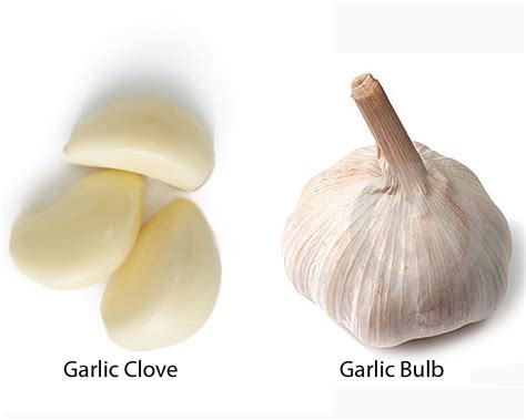A single head contains multiple cloves. Garlic Clove vs Bulb | thosefoods.com