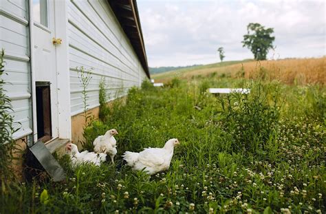 Willow Spring Poultry Svorganic Website