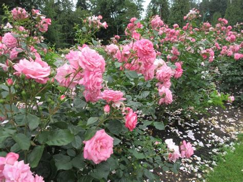 Bright Attractive Colorful Pink Roses Rosa Flowers Blooming In Summer
