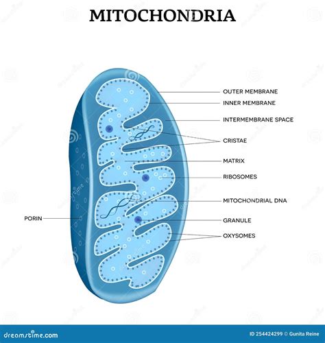 Mitochondria Anatomy Stock Vector Illustration Of Medical 254424299