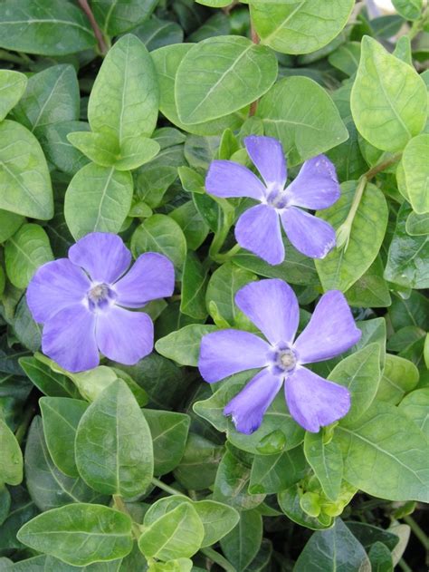 Vinca Minor Bowles Periwinkle Garden Center Marketing