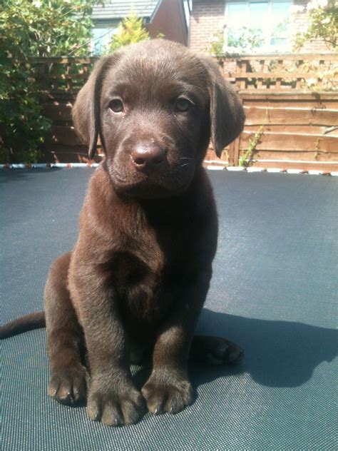 Black labrador retriever puppies at fife weeks of age. 1 Pedigree Chocolate Labrador Puppy | Clitheroe, Lancashire | Pets4Homes