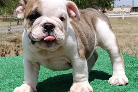 Browse our site and surely you will find one among our. Orlando: English Bulldog puppy for sale near Colorado Springs, Colorado. | 04670046-1ac1